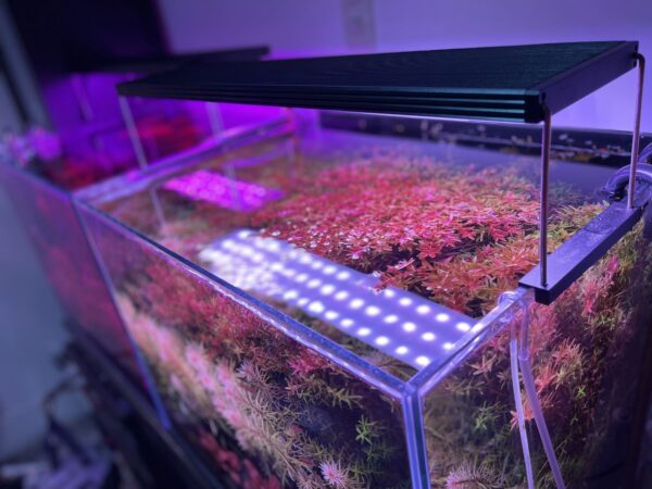 ◆㊣FormosaAQUA丑魚棧◆千尋Chihiro次世代水草燈， WRGB 2 SLIM，1年保◆：圖片 2