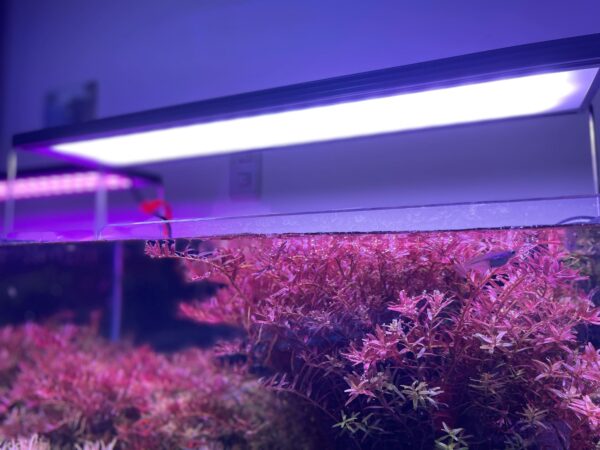 ◆㊣FormosaAQUA丑魚棧◆千尋Chihiro次世代水草燈， WRGB 2 SLIM，1年保◆：圖片 3