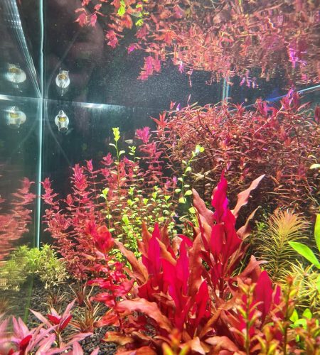 水草缸造景